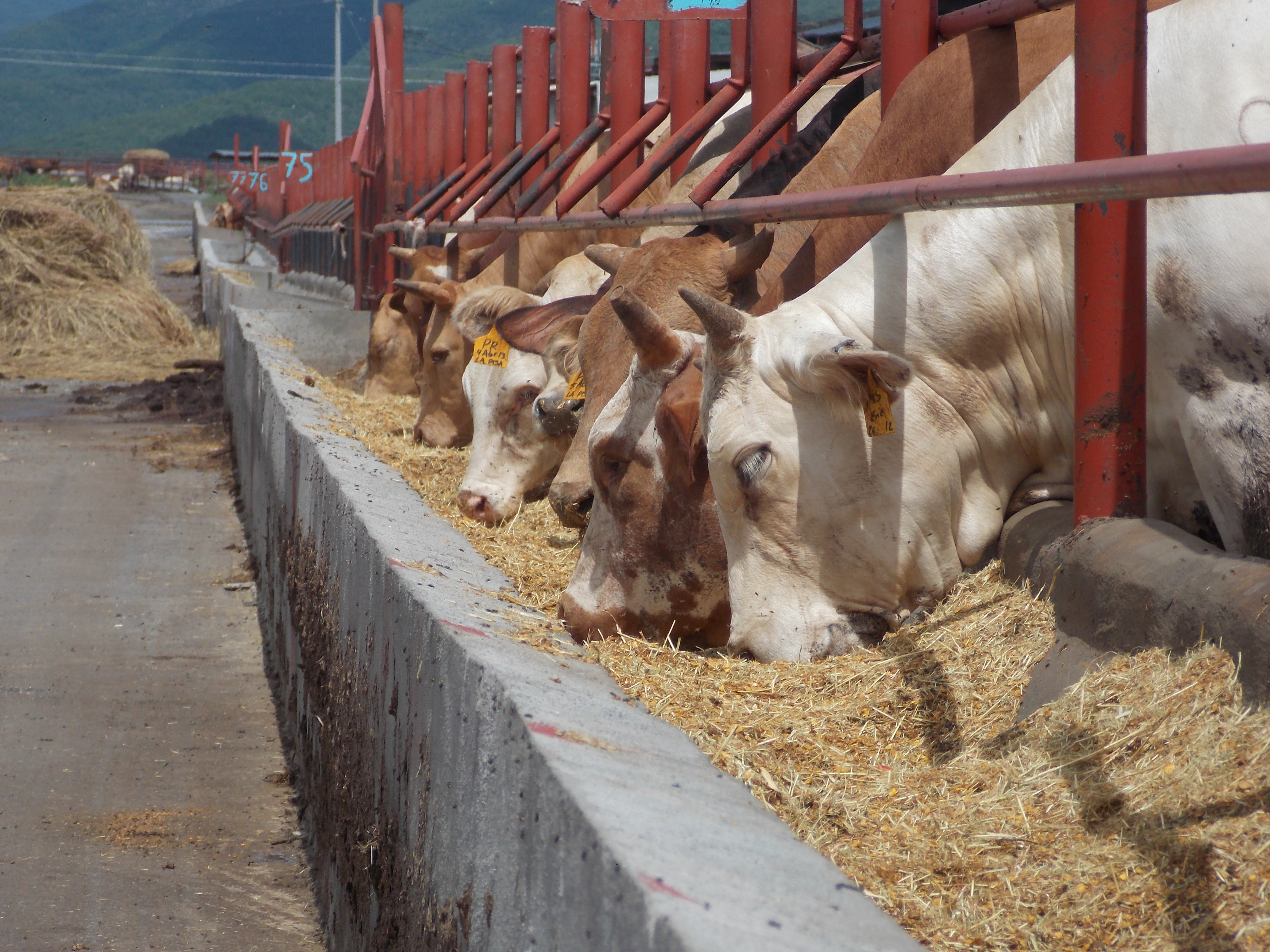 Corral de Engorda NUBAM