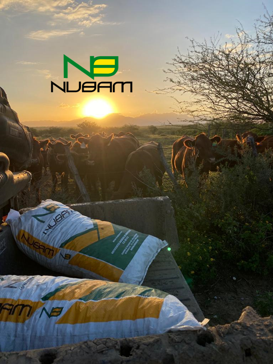 Planta NUBAM Monterrey