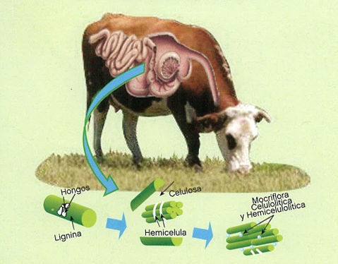 Corral de Engorda NUBAM